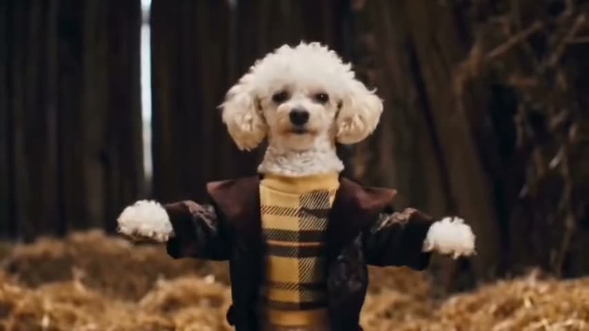 Poodle
