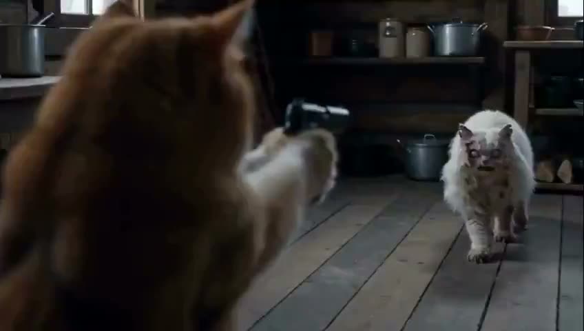 Cats